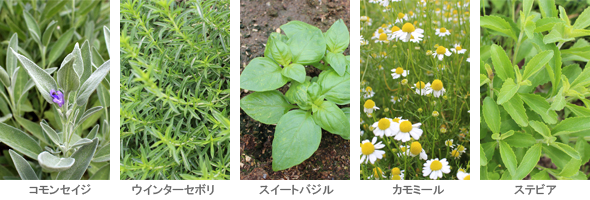 いろいろなハーブ